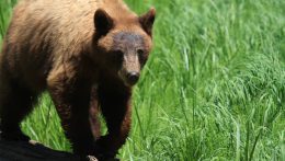 Sēlijā Bebrenes pagastā nofilmēts skrienošs brūnais lācis