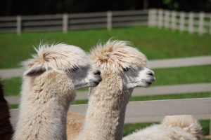 Alpaku sala