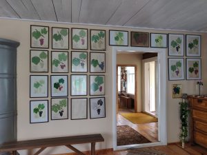 Paula Sukatnieka mājas "Apsītes” un piemiņas dārzs