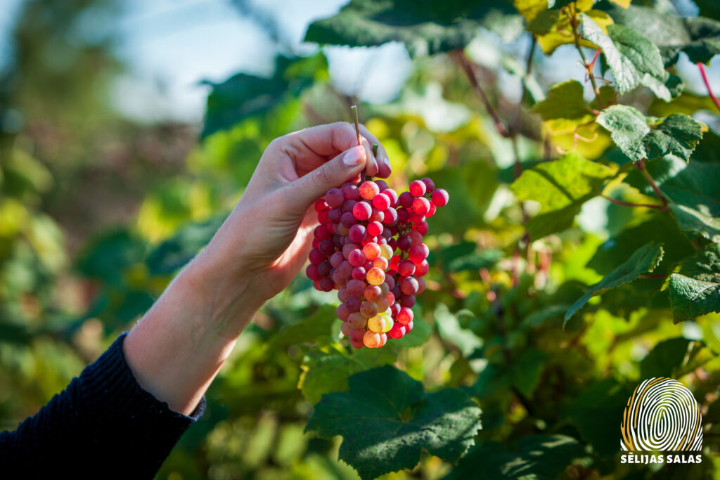 Saimniecība "Runču dārzs"